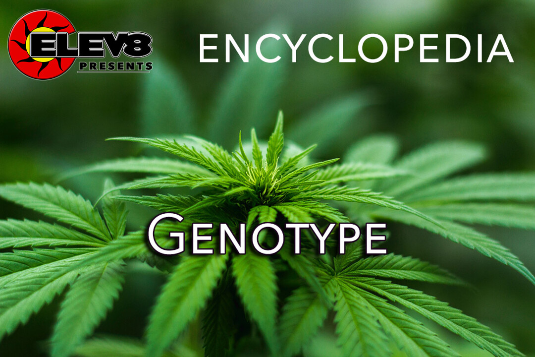 genotype-elev8-presents